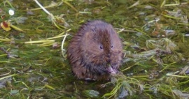 Otter and Water Vole Surveys