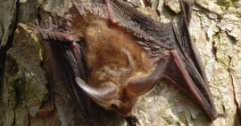 Bat Surveys