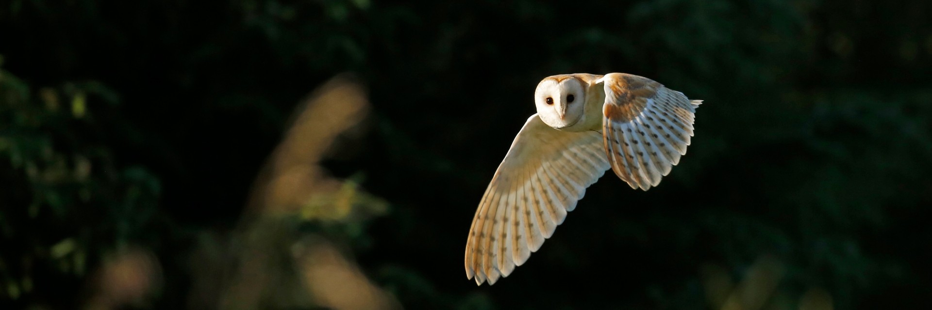 Barn Owls