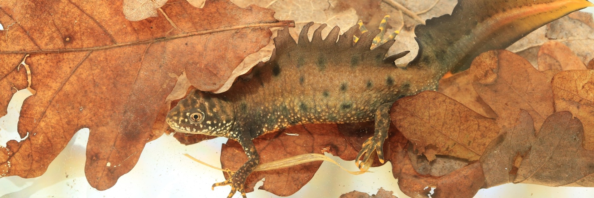 Great Crested Newt