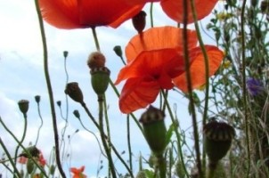 Ecological Appraisals