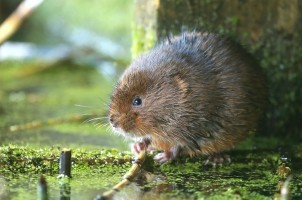 Water Vole and Otter Surveys