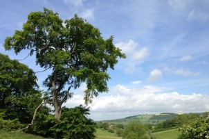 Preliminary Ecological Appraisal (PEA)