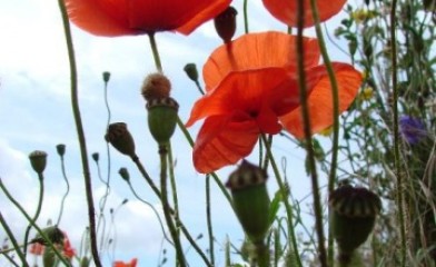 Ecological Appraisals