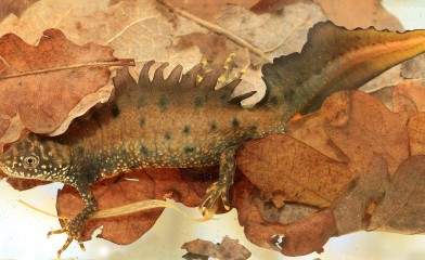 Great Crested Newt Surveys