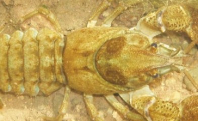 White-Clawed Crayfish Surveys