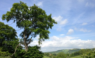 Preliminary Ecological Appraisal (PEA)