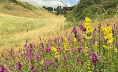 Phase 2 National Vegetation Classification