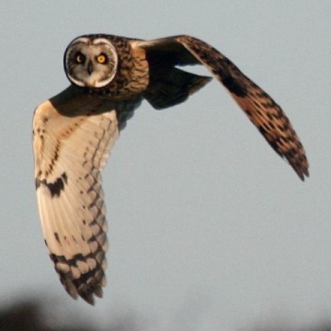 Head Farm HLS and North Cliff Marsh