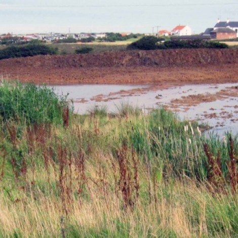 Thornwick Wetland 2011 looking east 