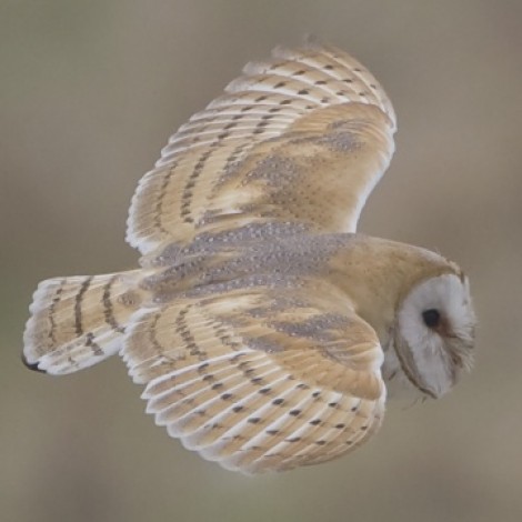 Barn Owl by Steve Race