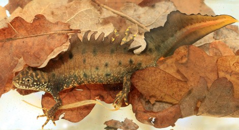 Great Crested Newt
