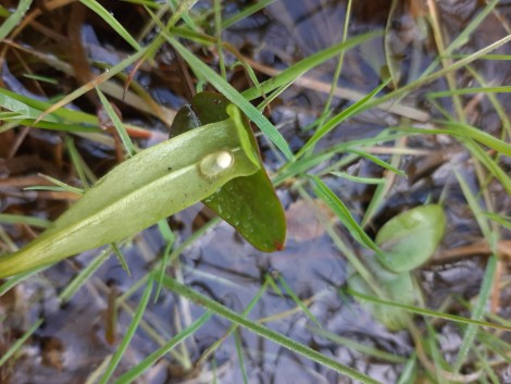 Great Crested Newt Egg