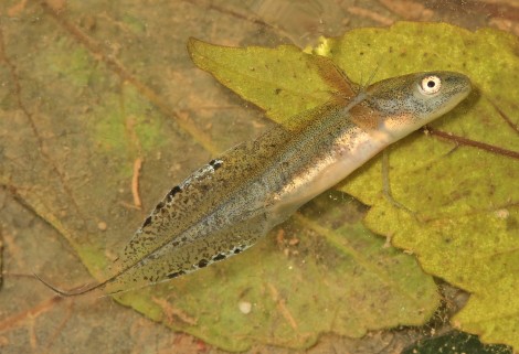 Great Crested Newt Larvae