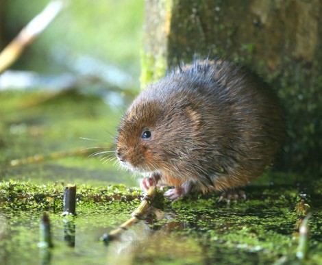 Water Vole