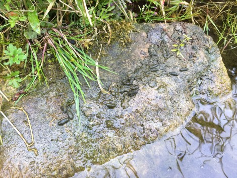 Water Vole Droppings