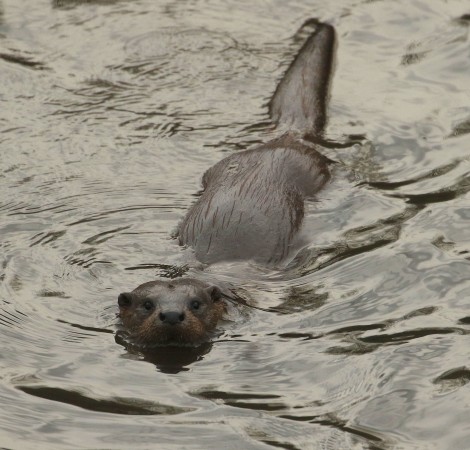 Otter