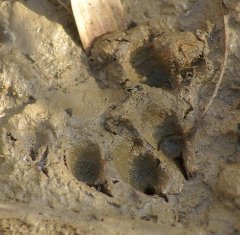 Otter print