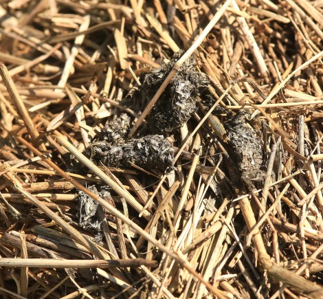 Otter Spraint (Droppings)