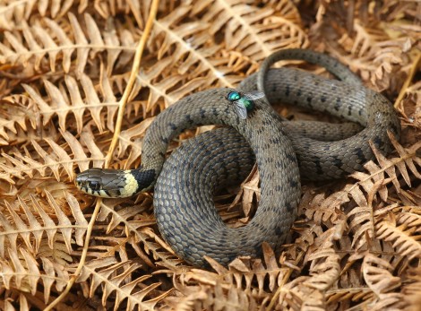 Grass Snake