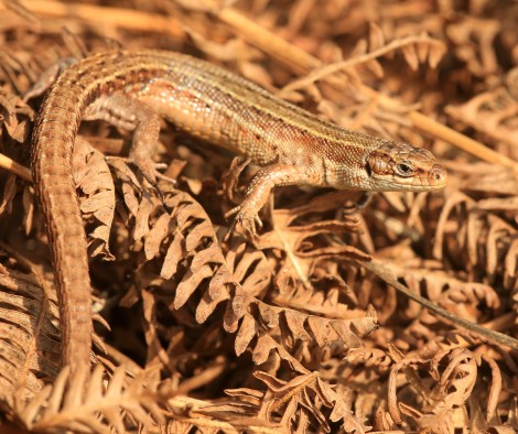 Common Lizard
