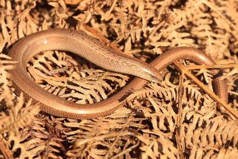 Slow Worm