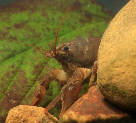 White-clawed Crayfish