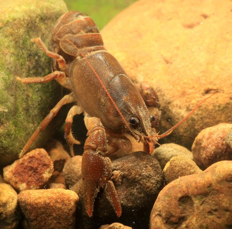 White-clawed Crayfish