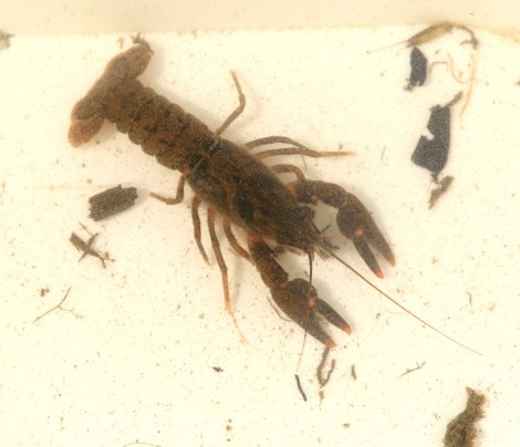 American Signal Crayfish