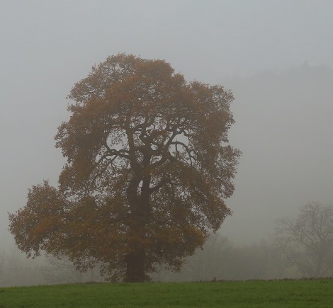 Arboricultural Surveys to British Standard 5837