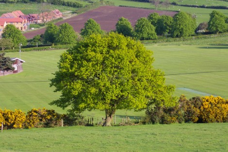 Arboricultural Surveys to British Standard 5837
