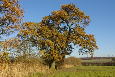 Arboricultural Surveys to British Standard 5837
