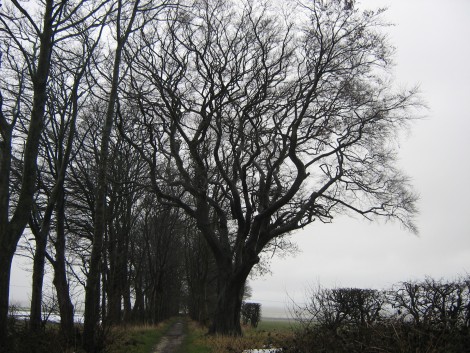 Arboricultural Surveys to British Standard 5837