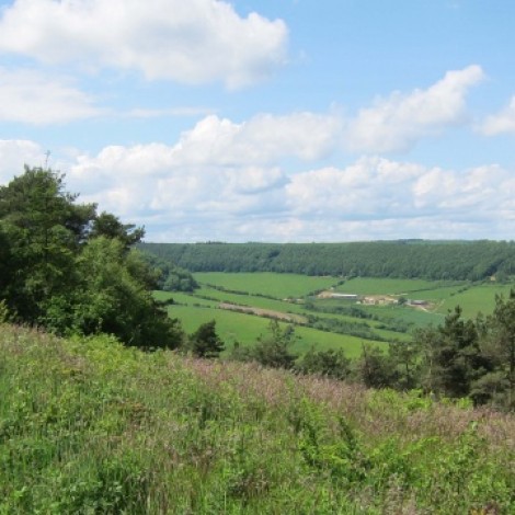 Wykeham Forest North Yorkshire by Richard Baines