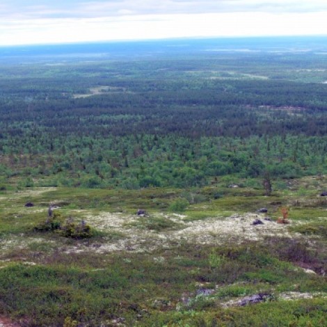 Boreal Forest Russia by Richard Baines
