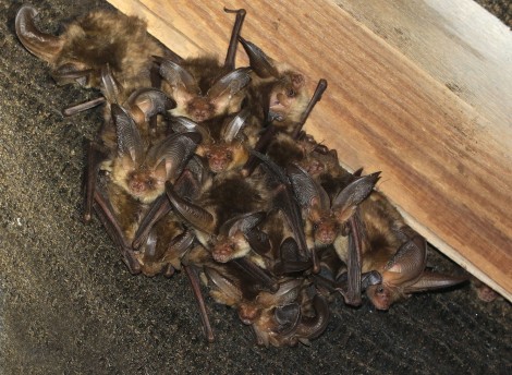 Brown Long-eared Bats