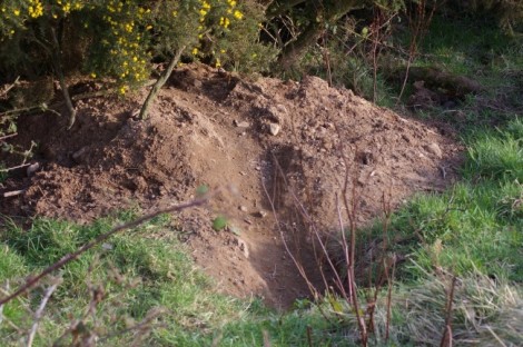 Badger Sett