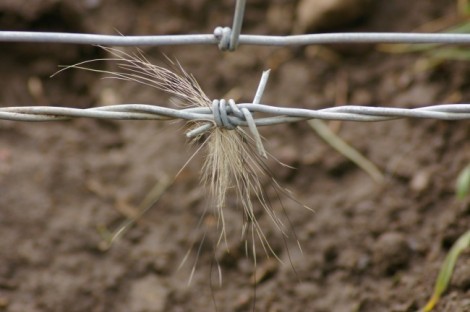 Badger hair on barbed wire fence