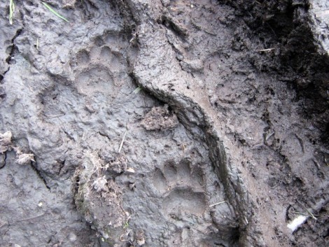 Badger footprints