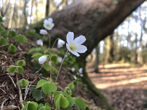 Preliminary Ecological Appraisal (PEA)