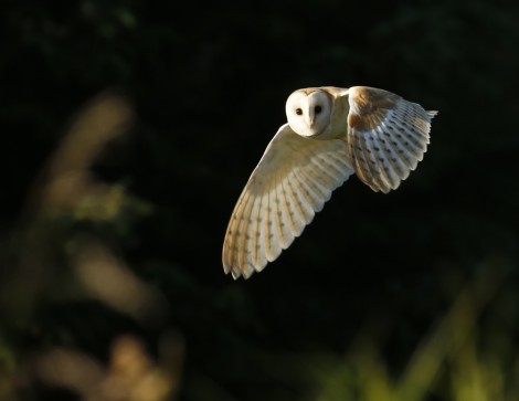 Barn Owl
