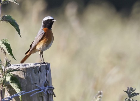 Common Redstart