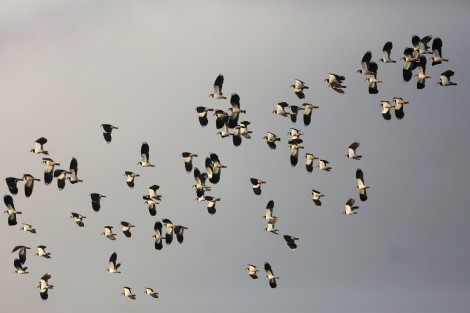 Northern Lapwing