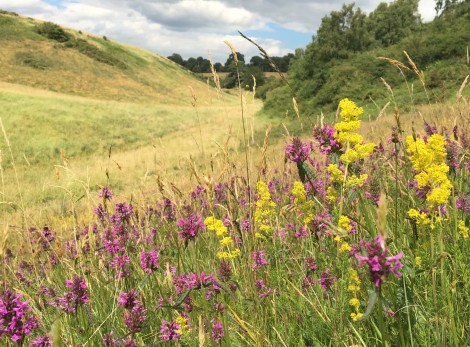 Phase 2 National Vegetation Classification