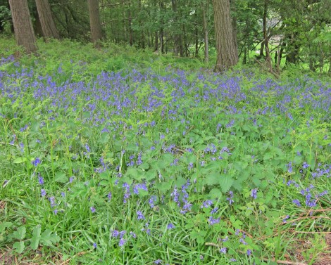 Phase 2 National Vegetation Classification