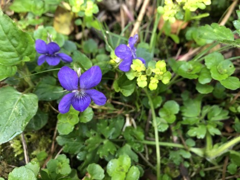 Phase 2 National Vegetation Classification