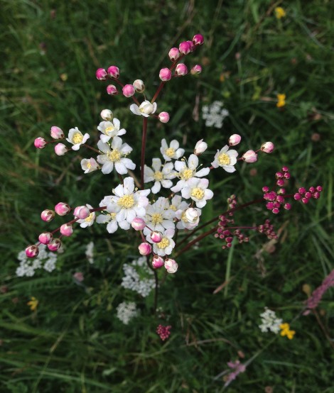 Phase 2 National Vegetation Classification