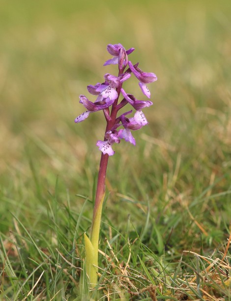 Phase 2 National Vegetation Classification