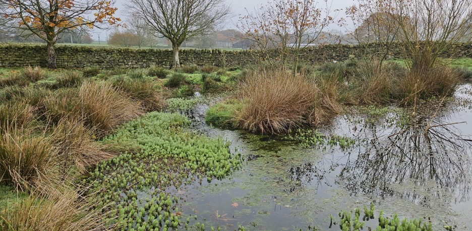Niki Child, White Rose Forest Project Officer